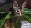 Lucky