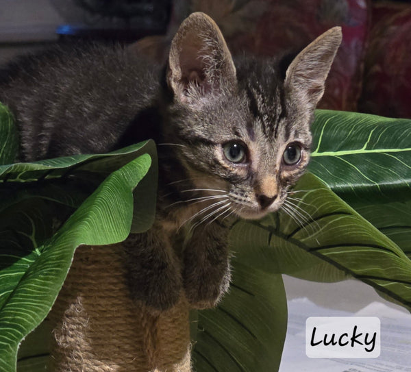 Lucky