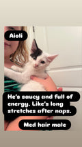 Aioli